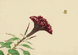 中村岳陵作:鶏頭花